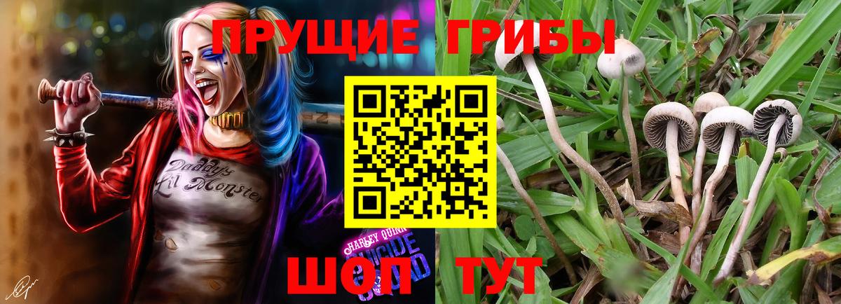 Псилоцибиновые грибы мухоморы Кольчугино